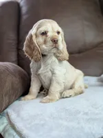 Wilbur , a male Cocker Spaniel for sale in North Rose, NY – Photo 2 of 9