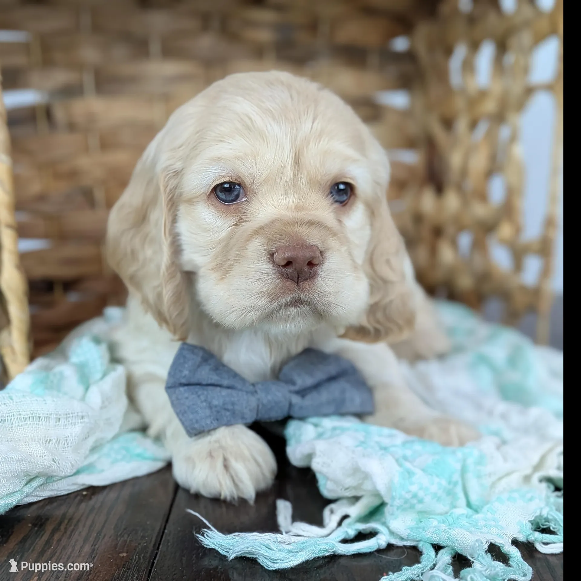 Wilbur , a male Cocker Spaniel for sale in North Rose, NY – Photo 4 of 9