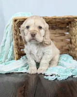 Wilbur , a male Cocker Spaniel for sale in North Rose, NY – Photo 6 of 9
