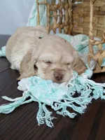 Wilbur , a male Cocker Spaniel for sale in North Rose, NY – Photo 9 of 9