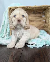Wilbur , a male Cocker Spaniel for sale in North Rose, NY – Photo 7 of 9