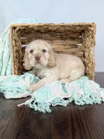 Wilbur , a male Cocker Spaniel for sale in North Rose, NY – Photo 8 of 9