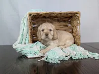 Wilbur , a male Cocker Spaniel for sale in North Rose, NY – Photo 5 of 9