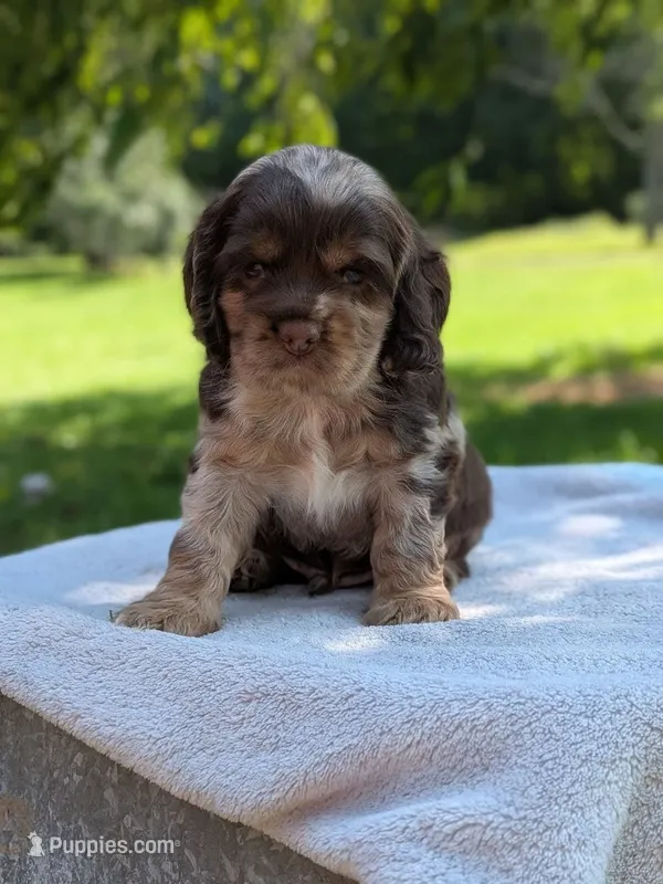 Buddy – Cocker Spaniel puppy for sale in North Rose, NY