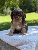 Buddy, a male Cocker Spaniel for sale in North Rose, NY – 1 of 6