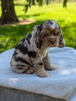 Baxter, a male Cocker Spaniel for sale in North Rose, NY – 6 of 8