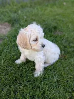 Alfie, a male Cockapoo for sale in North Rose, NY – 5 of 10