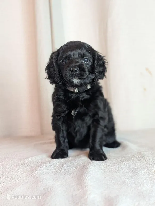 Ally – Cockapoo puppy for sale in North Rose, NY