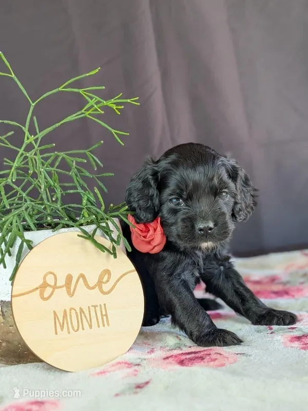 Ally – Cockapoo puppy for sale in North Rose, NY