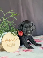 Ally, a female Cockapoo for sale in North Rose, NY – Photo 1 of 6