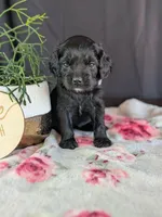 Ally, a female Cockapoo for sale in North Rose, NY – Photo 4 of 6