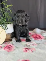 Ally, a female Cockapoo for sale in North Rose, NY – Photo 6 of 6