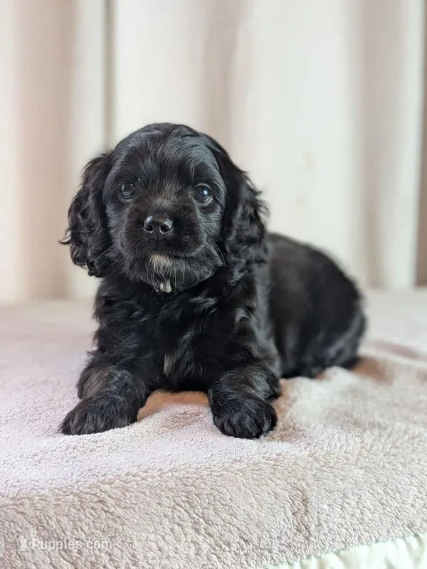 Ally – Cockapoo puppy for sale in North Rose, NY