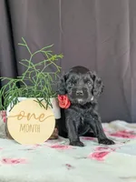 Ally, a female Cockapoo for sale in North Rose, NY – Photo 5 of 6