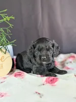 Ally, a female Cockapoo for sale in North Rose, NY – Photo 3 of 6