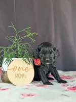 Ally, a female Cockapoo for sale in North Rose, NY – Photo 2 of 6