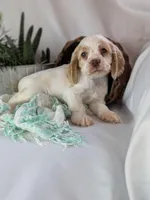 Zane, a male Cocker Spaniel for sale in North Rose, NY – Photo 5 of 8