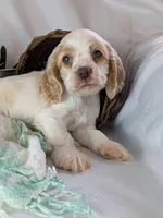 Zane, a male Cocker Spaniel for sale in North Rose, NY – Photo 8 of 8