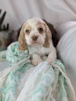 Zane, a male Cocker Spaniel for sale in North Rose, NY – Photo 7 of 8