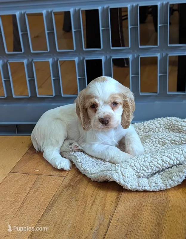Zane – Cocker Spaniel puppy for sale in North Rose, NY