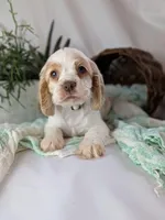 Zane, a male Cocker Spaniel for sale in North Rose, NY – Photo 3 of 8
