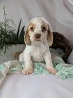 Zane, a male Cocker Spaniel for sale in North Rose, NY – Photo 4 of 8