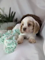 Zane, a male Cocker Spaniel for sale in North Rose, NY – Photo 6 of 8