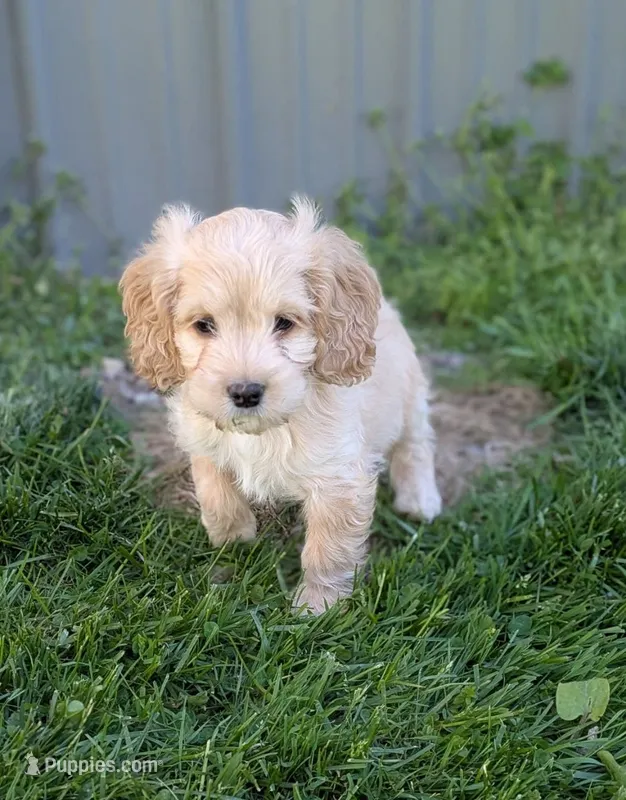 Archie – Cockapoo puppy for sale in North Rose, NY