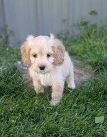 Archie, a male Cockapoo for sale in North Rose, NY – 4 of 9