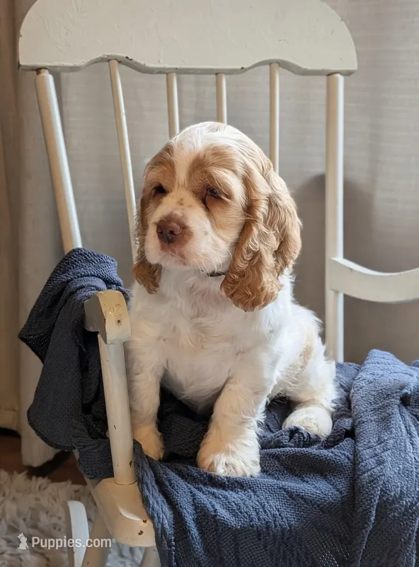 Dusty – Cocker Spaniel puppy for sale in North Rose, NY
