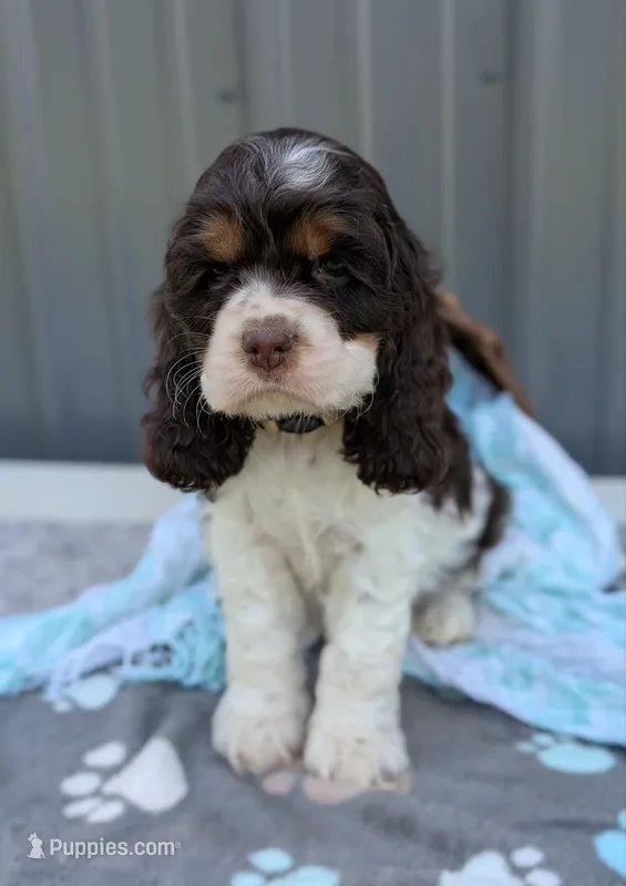 Dash – Cocker Spaniel puppy for sale in North Rose, NY