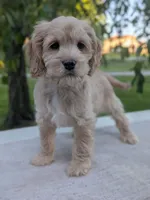 Archie, a male Cockapoo for sale in North Rose, NY – 2 of 9