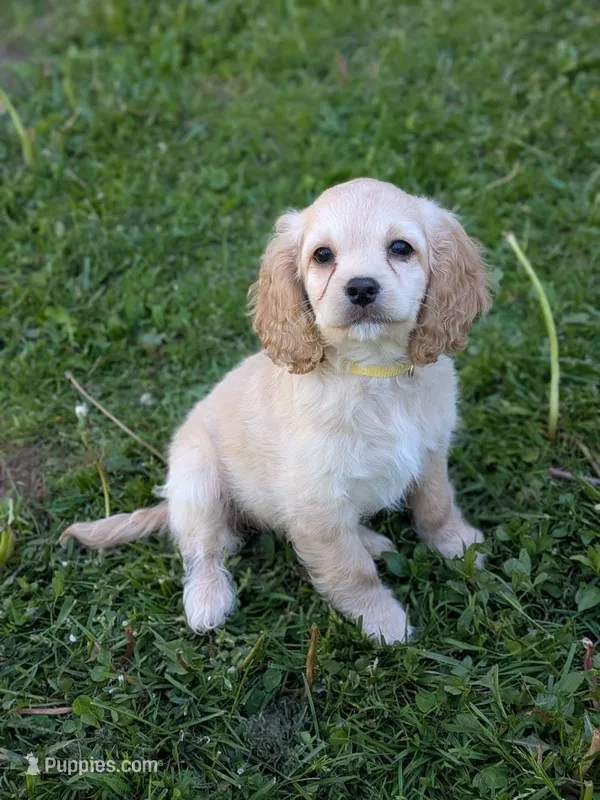 Abby – Cockapoo puppy for sale in North Rose, NY