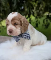 Dusty, a male Cocker Spaniel for sale in North Rose, NY – 4 of 6