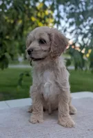 Archie, a male Cockapoo for sale in North Rose, NY – 3 of 9