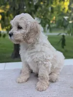 Alfie, a male Cockapoo for sale in North Rose, NY – 2 of 10