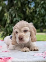 Cooper, a male Cocker Spaniel for sale in North Rose, NY – 7 of 7
