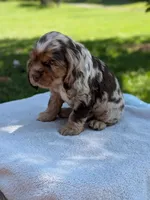 Baxter, a male Cocker Spaniel for sale in North Rose, NY – 5 of 8