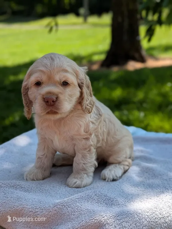Biscuit – Cocker Spaniel puppy for sale in North Rose, NY