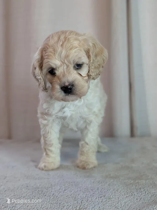Alfie – Cockapoo puppy for sale in North Rose, NY