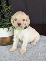 Alfie, a male Cockapoo for sale in North Rose, NY – Photo 4 of 6