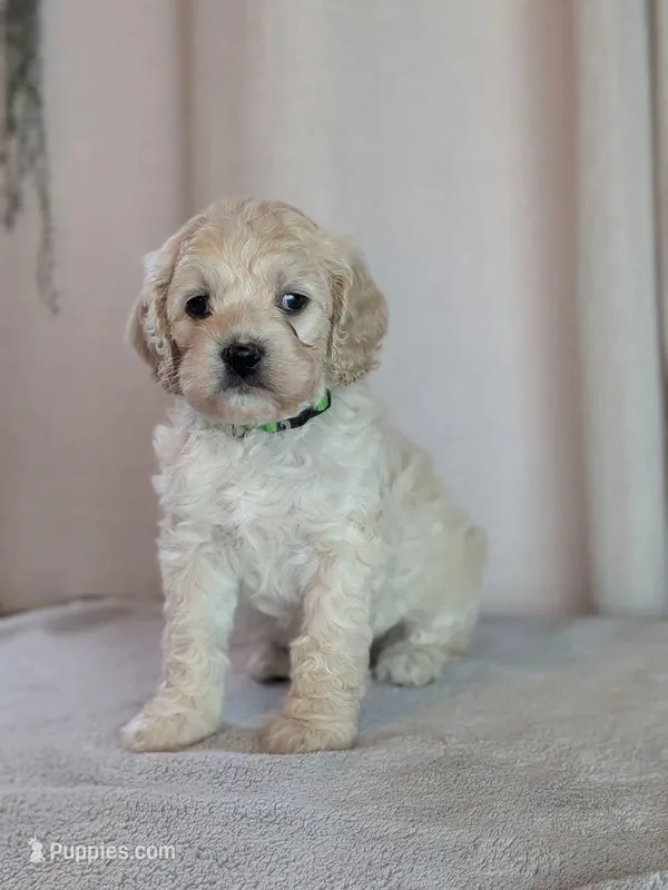 Alfie – Cockapoo puppy for sale in North Rose, NY
