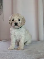 Alfie, a male Cockapoo for sale in North Rose, NY – 8 of 10