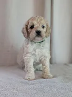Alfie, a male Cockapoo for sale in North Rose, NY – 9 of 10