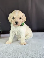 Alfie, a male Cockapoo for sale in North Rose, NY – Photo 5 of 6