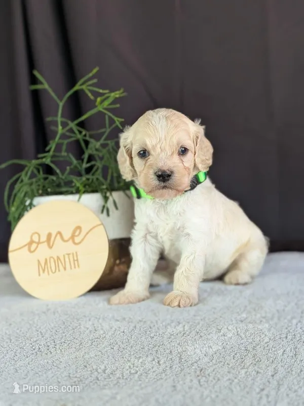 Alfie – Cockapoo puppy for sale in North Rose, NY