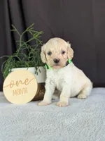 Alfie, a male Cockapoo for sale in North Rose, NY – Photo 1 of 6