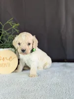 Alfie, a male Cockapoo for sale in North Rose, NY – Photo 6 of 6