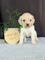 Alfie, a male Cockapoo for sale in North Rose, NY – Photo 2 of 6