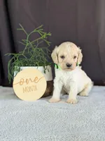 Alfie, a male Cockapoo for sale in North Rose, NY – Photo 3 of 6